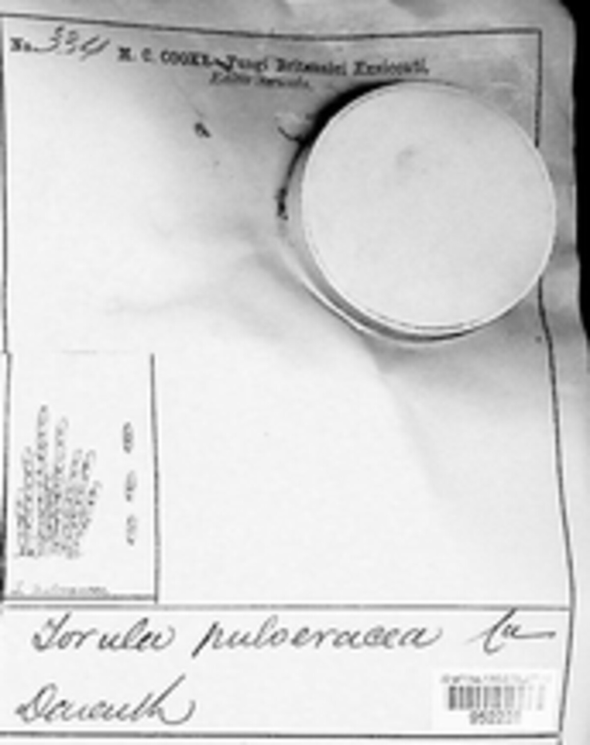 Torula pulveracea image